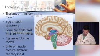 Neuroanatomy made ridiculously simple [upl. by Aerdnaeel106]