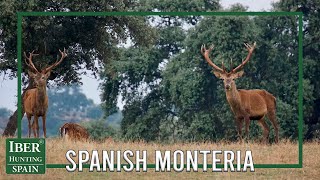 Driven hunt Monteria  Traditional Spanish hunt [upl. by Mairim]