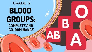 GENETICS  Blood Groups Complete and Codominance [upl. by Hammel345]