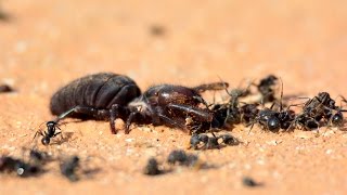 Camel spider vs ants [upl. by Asilav911]