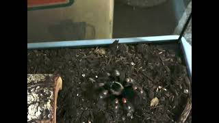 Mexican Red Knee Tarantula Grabs Cricket Slow Motion [upl. by Dylan13]