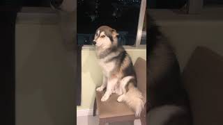 Husky Creates Chaotic Mishap During Owner’s Absence [upl. by Herbst210]