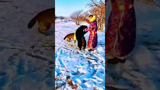 Snowy Mountain Tibetan Mastiff vs Gray Wolf tibetanmastiff warmastiffandwolf mastiffandwolf [upl. by Lemmie]