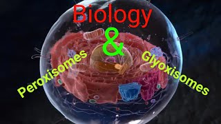 Glyoxisomes and Peroxisomes biology peroxisomes glyoxisomes class11 cellbiology organelles [upl. by Susan716]