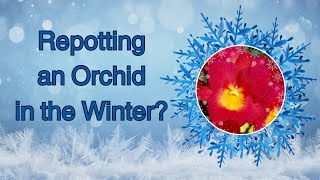 Repotting an orchid in the Winter Is it okay [upl. by Derinna840]