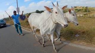 Milk teeth hallikar bulls of Babanna cost 25 lakhs [upl. by Elodia219]