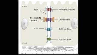 Types of cell junctions occludins anchoring desmosomes hemidesmosemes and gap junctions [upl. by Sonia]