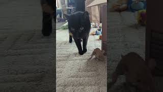 Pouncing Cat Zoe Black cat Halloween cat [upl. by Atirehgram624]