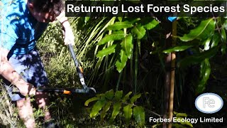 Enrichment planting in a small planted native forest  Dr Adam Forbes Ep 004 [upl. by Lleral313]