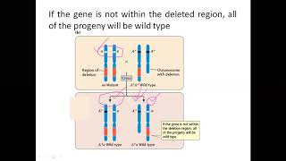 deletion mapping lecture 1 [upl. by Atikir]