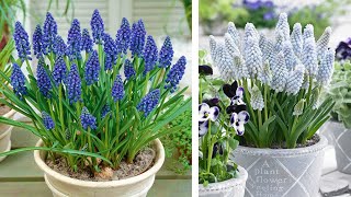 How to Plant Muscari in Containers Spring Garden Guide [upl. by Asir958]