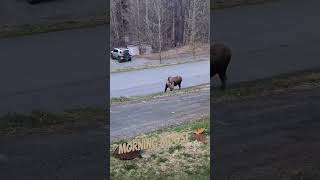 Morning Moose visitor alaska moose wildlife [upl. by Amek]