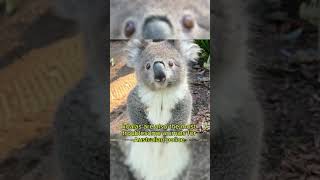 Koalas actually have fingerprints and almost got mistaken for suspects [upl. by Ennasor]