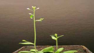 Arabidopsis Time Lapse 9 [upl. by Notsag]