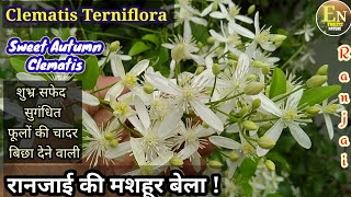 Clematis Terniflora Ranjai Sweet Autumn Clematis हमारे परिदृश्य को महका देने वाली रानजाई की बेला [upl. by Nomzaj]