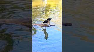 Dog Adventure englishspringerspaniel adventure spaniel dog doglife dogs fun [upl. by Amitarp600]