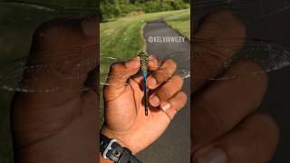 Common Green Darner Handling 🐉 [upl. by Adlecirg]