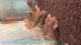 Sewellia breviventralis SEW04 [upl. by Eisinger]