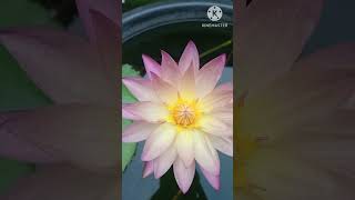 Tropical sunset water lily blooming 😱🤗 waterlilyplant lotus [upl. by Einamrej]