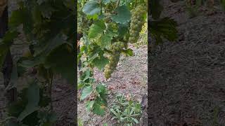 Vendemmia moscato dAsti 2024 [upl. by Geraint260]