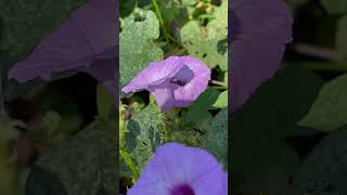 Honey bee pollinating the Ipomoea cordatotriloba bees honeybee pollinators nature flowers [upl. by Lissner201]