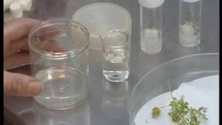 Basic Plant Tissue Culture Part 3 [upl. by Petronella]