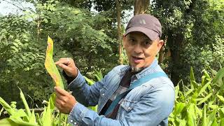 Leaf Blotch amp Leaf Spot diseases of turmeric identification and natural control [upl. by Eednus]