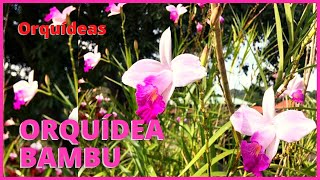 ORQUÍDEA BAMBU  ARUNDINA GRAMINIFOLIA  Aprenda a cultivar orquídea Bambu e veja sua bela floração [upl. by Rotow]