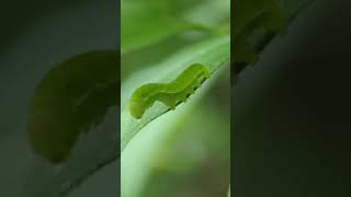 American Snout caterpillar rises slowly [upl. by Means]