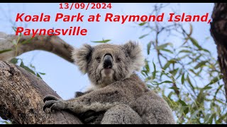 KOALA PARK RAYMOND ISLAND Paynesville [upl. by Naujd]