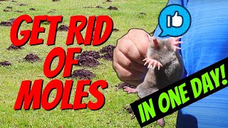 How to Quickly Catch a MOLE in One Day  Easy with NO TRAPS [upl. by Suiram50]