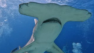 Hammerhead and Tiger Shark Encounter in the Bahamas [upl. by Wesle60]