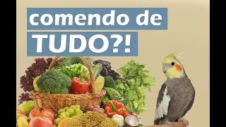 Como fazer sua calopsita comer outros alimentos [upl. by Einahpetse]