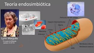 Teoría endosimbiótica  Khan Academy en Español [upl. by Htnnek]