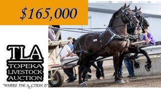 Highest Selling Percheron Gelding at Topeka sells for 165000 [upl. by Kenwee366]