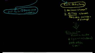 Anemia Pathophysiology 2 [upl. by Lerud]