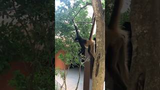 🇲🇽 Monkeys at Grand Sirenis Riviera Maya TravelWorldExperiences travel animals vacation [upl. by Llerdnam]