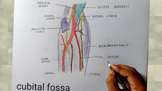 cubital fossa diagram drawing I human anatomy diagram [upl. by Damek503]