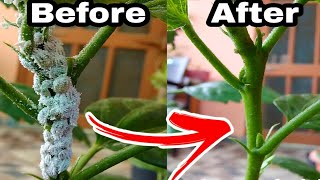 My Simple Top 3 secret solution of mealybugs treatment Hibiscus plants care [upl. by Uyr675]