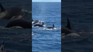 Killer Whale Hunt Straptoothed Beaked Whale  23124 [upl. by Nellaf]