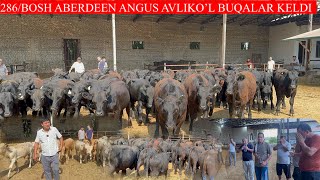 286BOSH ABERDEEN ANGUS AVLIKO’L BUQALAR KELDI SANJARBEK AKAGA [upl. by Tyra]