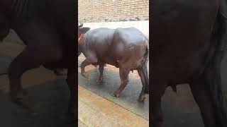 murrah buffalo share subscribe please my yt channel 😀😀 [upl. by Audette]