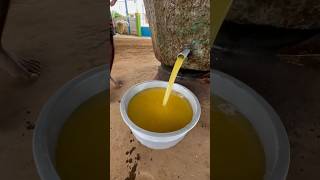 Traditional Process Of Making GroundNut Oil By Bull Power namasteiindiaindianfoodexplore [upl. by Gonnella]