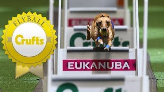 Meet Hustle and Shoots  The Fastest Dogs in Flyball [upl. by Nehtiek]