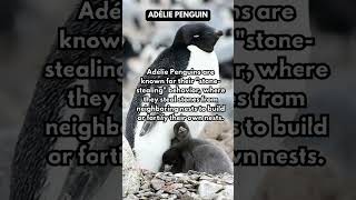 Adélie Penguin Wonders shorts wildlife antarctica [upl. by Noy]