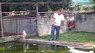 BIGGEST CROCODILE EVER NAME LAPULAPU [upl. by Lan]