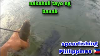 spearfishing Philippines 🇵🇭 day dive [upl. by Erastatus]