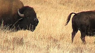 American Bison  Bull Demonstrates the Flehmen Response [upl. by Esiahc]