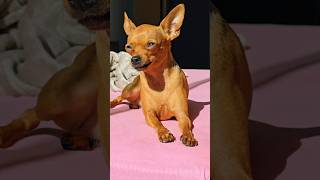 🙈🙈 dog pets pinscher pinscherzinho youtubeshorts minipinscher shortvideo shorts [upl. by Chloe599]