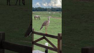 Red Legged Seriema seriema birds [upl. by Costello]